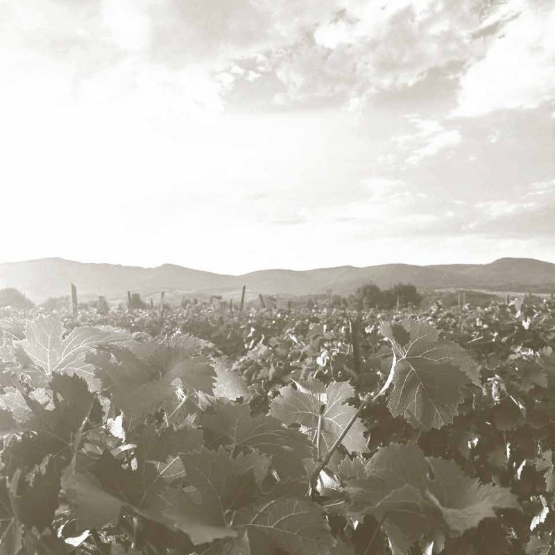 Brand PPT.pdf-image-005